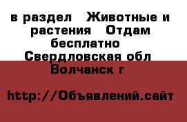  в раздел : Животные и растения » Отдам бесплатно . Свердловская обл.,Волчанск г.